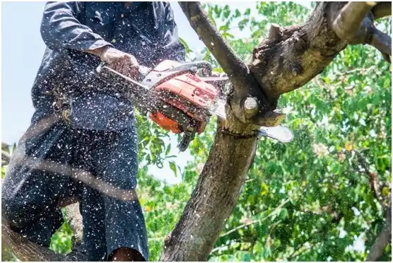 tree services Oakhurst